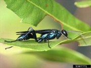 Open Pipe Mud Daubers